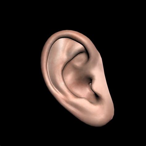 Human Ear 3D Model $3 - .3ds .max .obj - Free3D