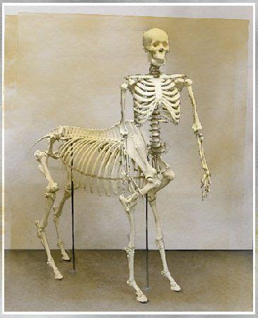 Centaur Skeleton 5: At Unexplained Mysteries Medical Gallery | Unexplained mysteries, Centaur ...