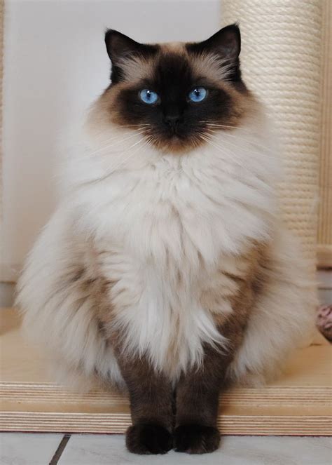 Terrific Pic Ragdoll Cats names Strategies | Ragdoll cat, Ragdoll, Cats