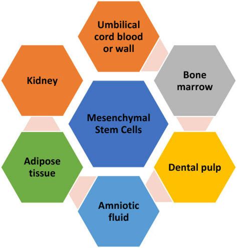 Sources of Mesenchymal Stem Cells. | Download Scientific Diagram