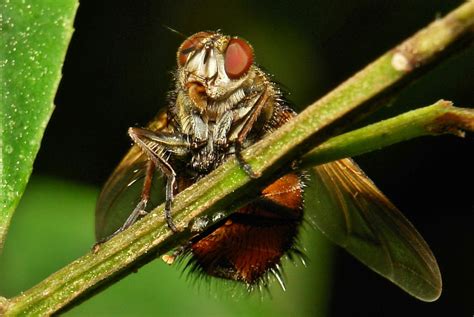 Tachinid Fly (Tachina sp., Tachinidae) | Larvae (maggots) of… | Flickr