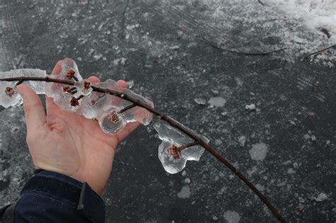 Addressing ice storm damage to trees - Landscaping