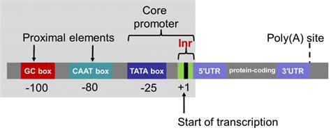 Regulation of Gene Expression – Genetics, Agriculture, and Biotechnology