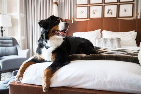 List of Pet-Friendly Marriott Brands in 2021 [Policies, Sizes]