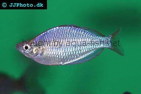 An article dedicate to raising Neon rainbowfish (Melanotaenia praecox)