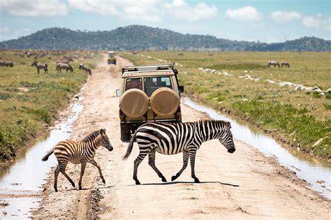 About Serengeti National Park - Enclose Africa Safaris