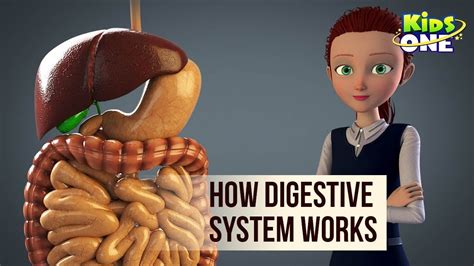 Digestive System 3D Animation