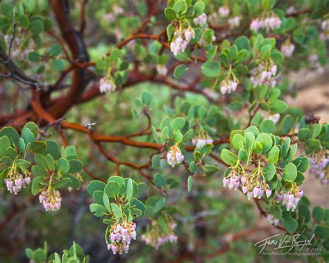 Manzanita Flowers : San Gabriel Mountains, CA : Art in Nature Photography