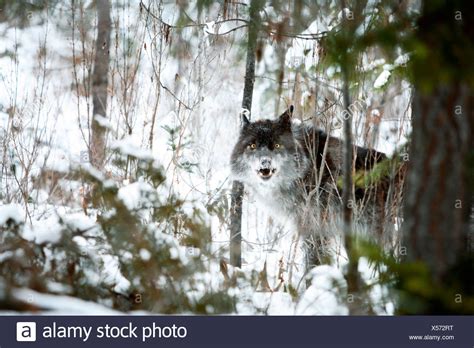 Wolves Winter Snow Timberwolves Stock Photos & Wolves Winter Snow ...