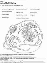 Prokaryote Cell Coloring Pages 2025 sketch template