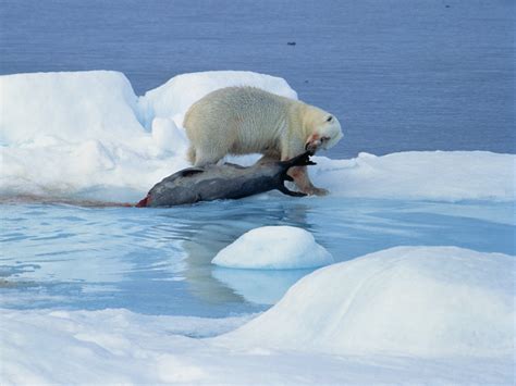 Polar Bear Evolution Was Fast and Furious | Science | AAAS