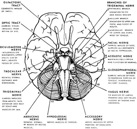 Cranial Nerves Diagram - A Road Map to the Cranial Nerves