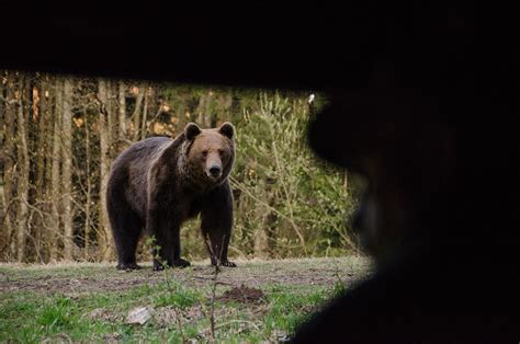 What to do if you meet a bear? – Bear Watching in Romania