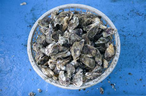 How to Feed Oyster Shells to Chickens (Preparation & Benefits ...