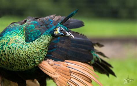 Juvenile Green Peacock | Peafowl, Beautiful birds, Animals and pets