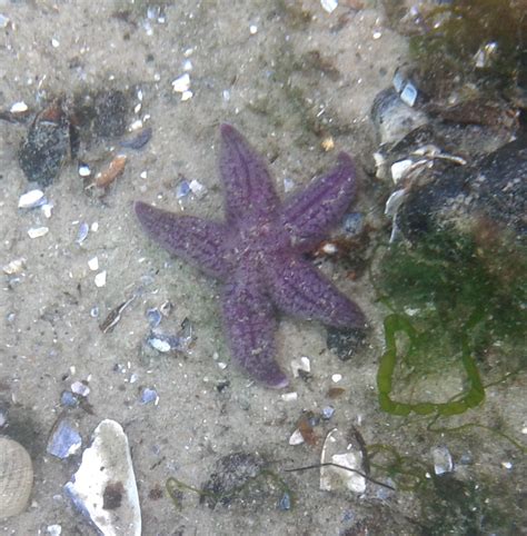 Sea star species - ZooChat