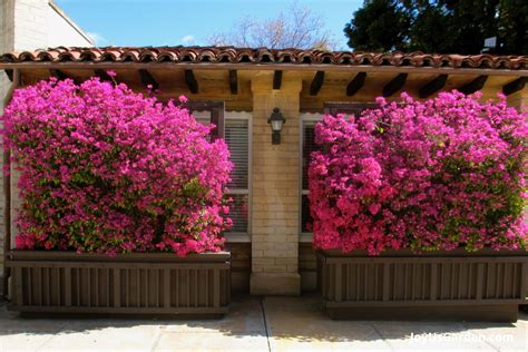 Bougainvillea Care & Growing Tips (2023 Guide)