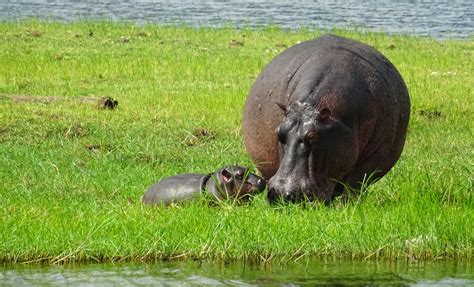 What do hippos eat? | Hippoworlds