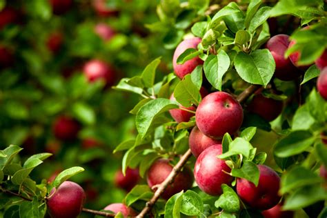 Apple Tree Care - How To Grow And Harvest Apples