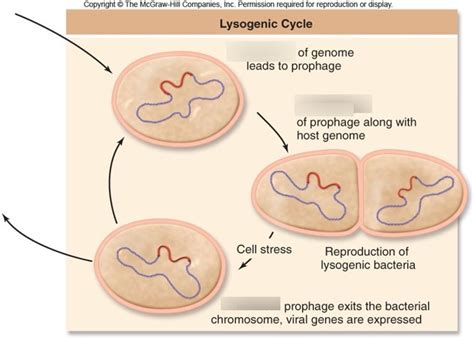 Bacteriophage - lysogenic cycle Diagram | Quizlet