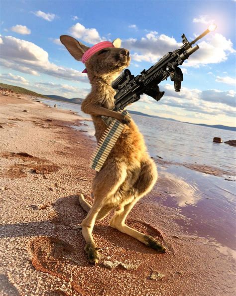 Kangaroo Feeling the Australian Sunshine Sparks Hilarious Photoshop Battle - BlazePress