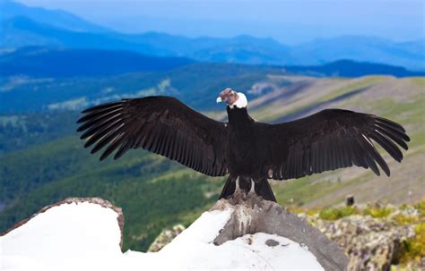 Andean Condors Can Soar 100 Miles For Five Hours Without Flapping