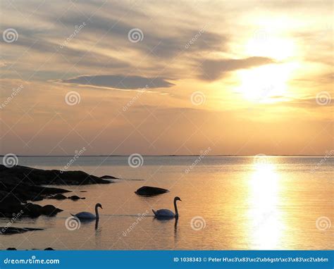 Swans in sunset stock image. Image of evening, friendship - 1038343