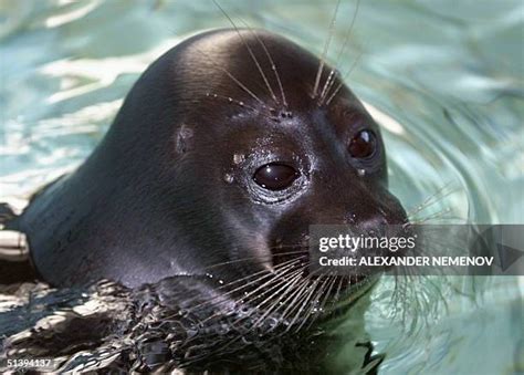 44 Baikal Seal Stock Photos, High-Res Pictures, and Images - Getty Images