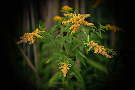 Den'sphotogallery: New hampshire Wildflowers In F-2.8