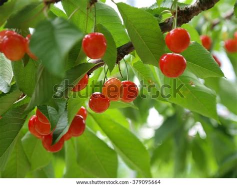 833 Yamagata Fruit Images, Stock Photos & Vectors | Shutterstock