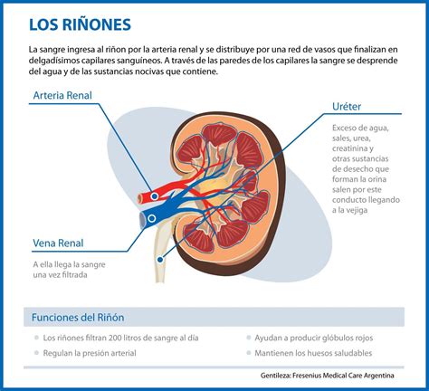 Infografía sobre el riñón | Anatomy and physiology, Physiology, Pie chart