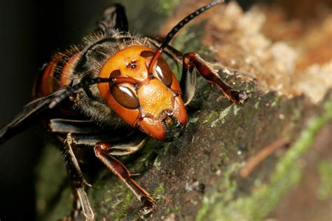 "Murder hornets" in America: What you need to know - CBS News