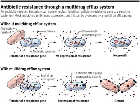 Disseminating antibiotic resistance during treatment | Science