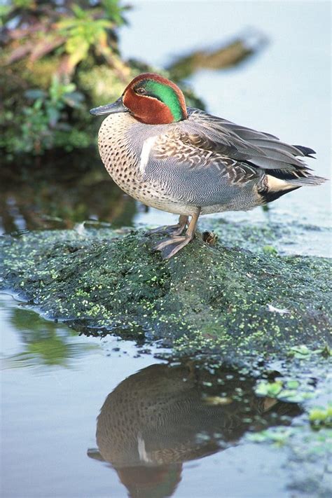 Green-winged teal — Ducks Unlimited Canada