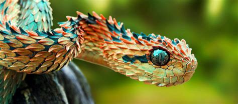 The Spiny Bush Viper | Critter Science