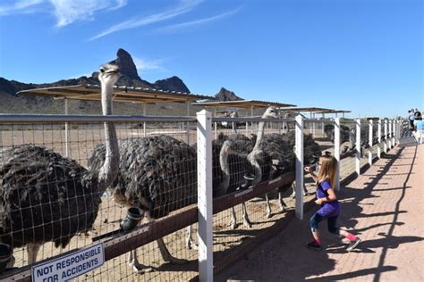 Rooster Cogburn Ostrich Ranch – Picacho, Arizona - Atlas Obscura