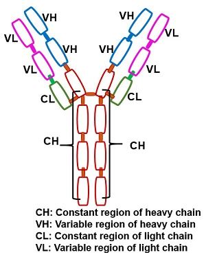 Allotype Antibodies: Definition & Immunology | Study.com