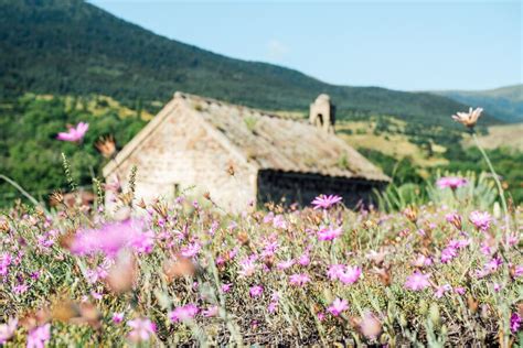 15+ Places to See Wildflowers in Georgia (the Caucasus)