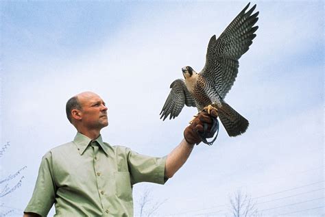 Remembering Tom Cade, the Father of Peregrine Falcon Conservation | Audubon