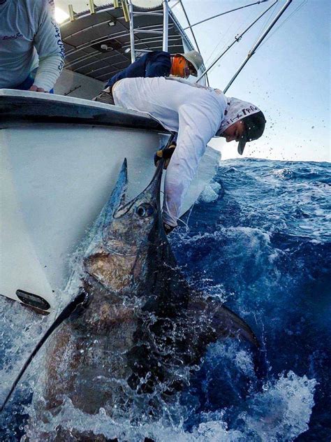 Blue Marlin • Charter Fishing Key West