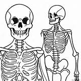 Skeletal System Anatomy Coloring Page 50353 39842 sketch template