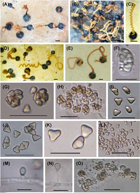 Updates on the classification and numbers of marine fungi