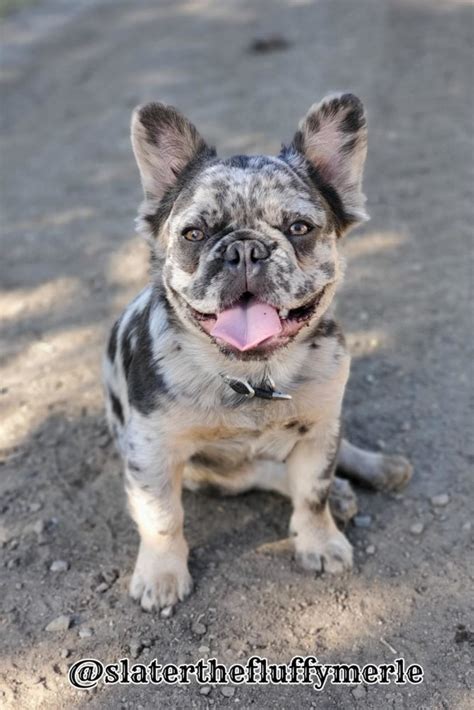 10+ Long Hair Bulldog - AmaarMuneer