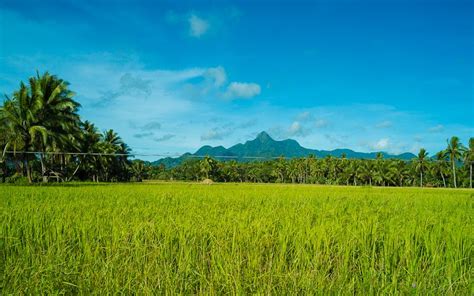 Gitnang Luzon-Rice Granary of the Philippines | Natural landmarks ...