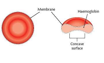 Labeled Red Blood Cell Diagram - ClipArt Best