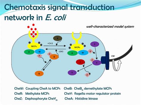 PPT - Near-Perfect Adaptation in E. coli Chemotaxis Signal Transduction ...