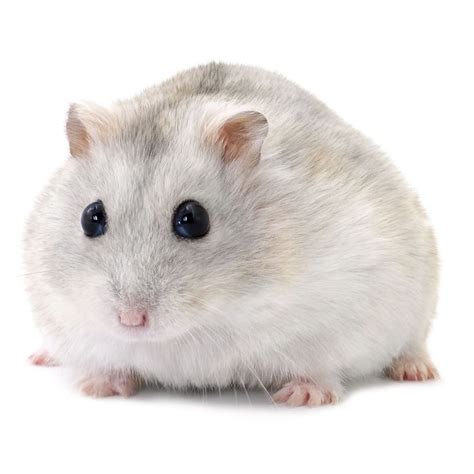 Winter White Hamster in 2020 | Winter white hamster, Hamsters for sale ...