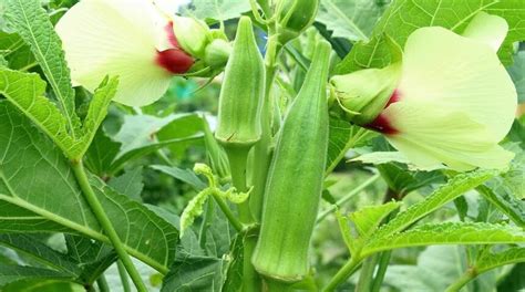 How to Grow Okra - Plant Propagation