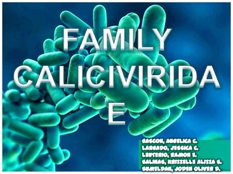 Caliciviridae