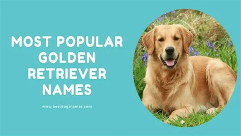 Best Golden Retriever Names For A Boy - Best Suggestions